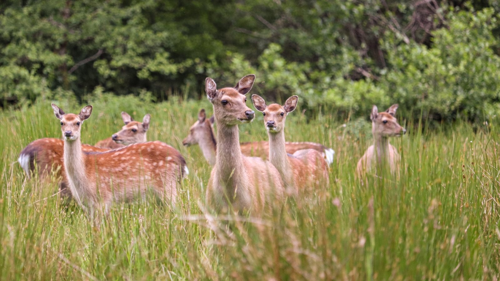 Almost 400 deer culled in Killarney National Park in 2025