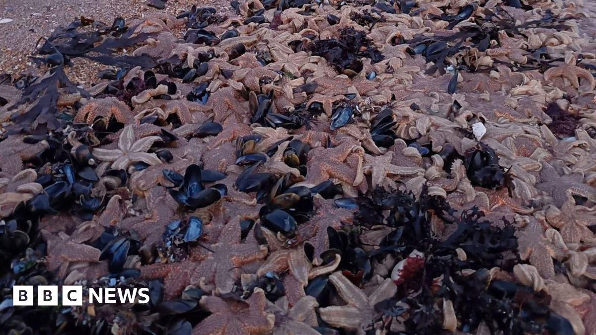 Hundreds of dead starfish washed up on a beach.