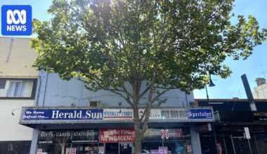 London plane trees to be removed in Hamilton following infrastructure concerns
