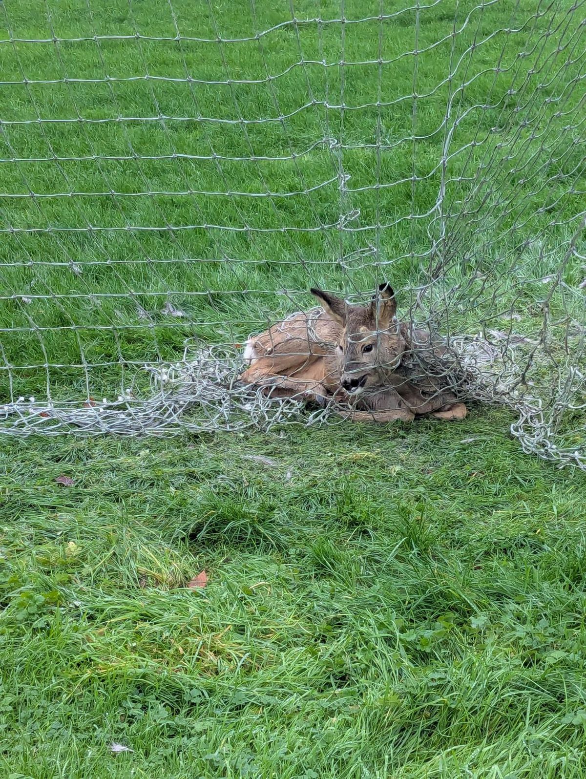 The animal was hopelessly tangled in the mesh (Credit : Submitted)