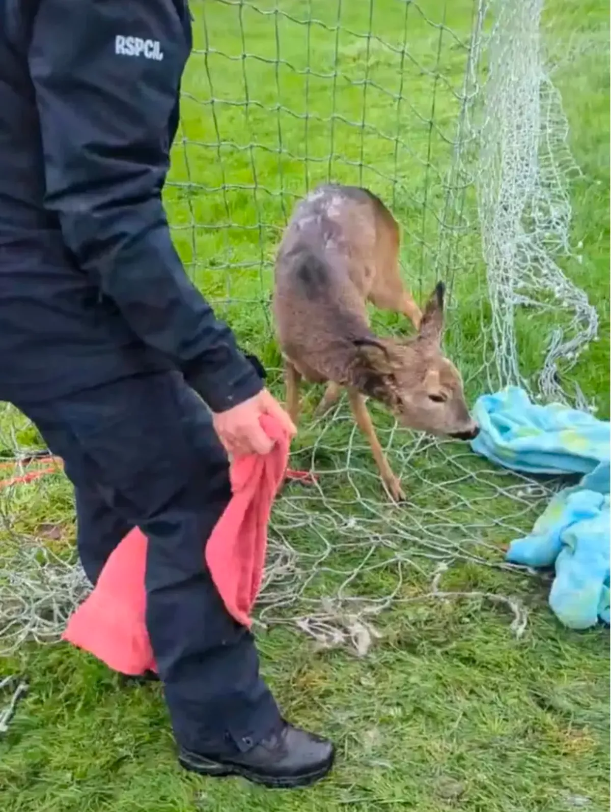 The deer is assessed by charity workers before release (Credit : Submitted)