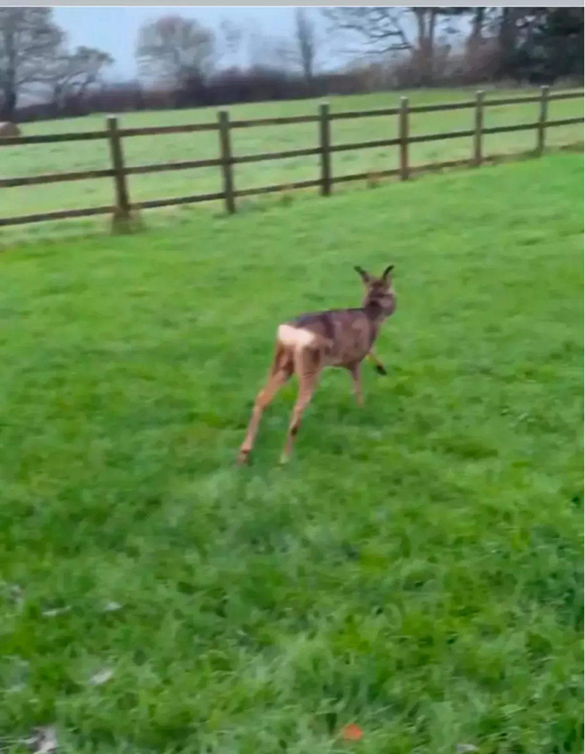 The animal runs free after being untangled by charity workers (Credit : Submitted)