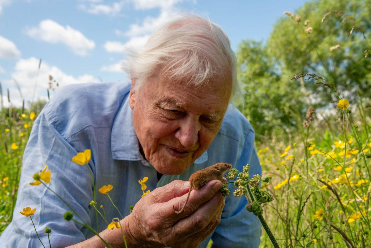 David Attenborough 