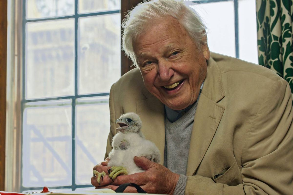 David Attenborough 