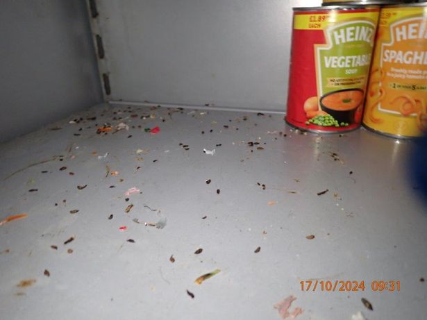 Droppings were found next to where food was kept