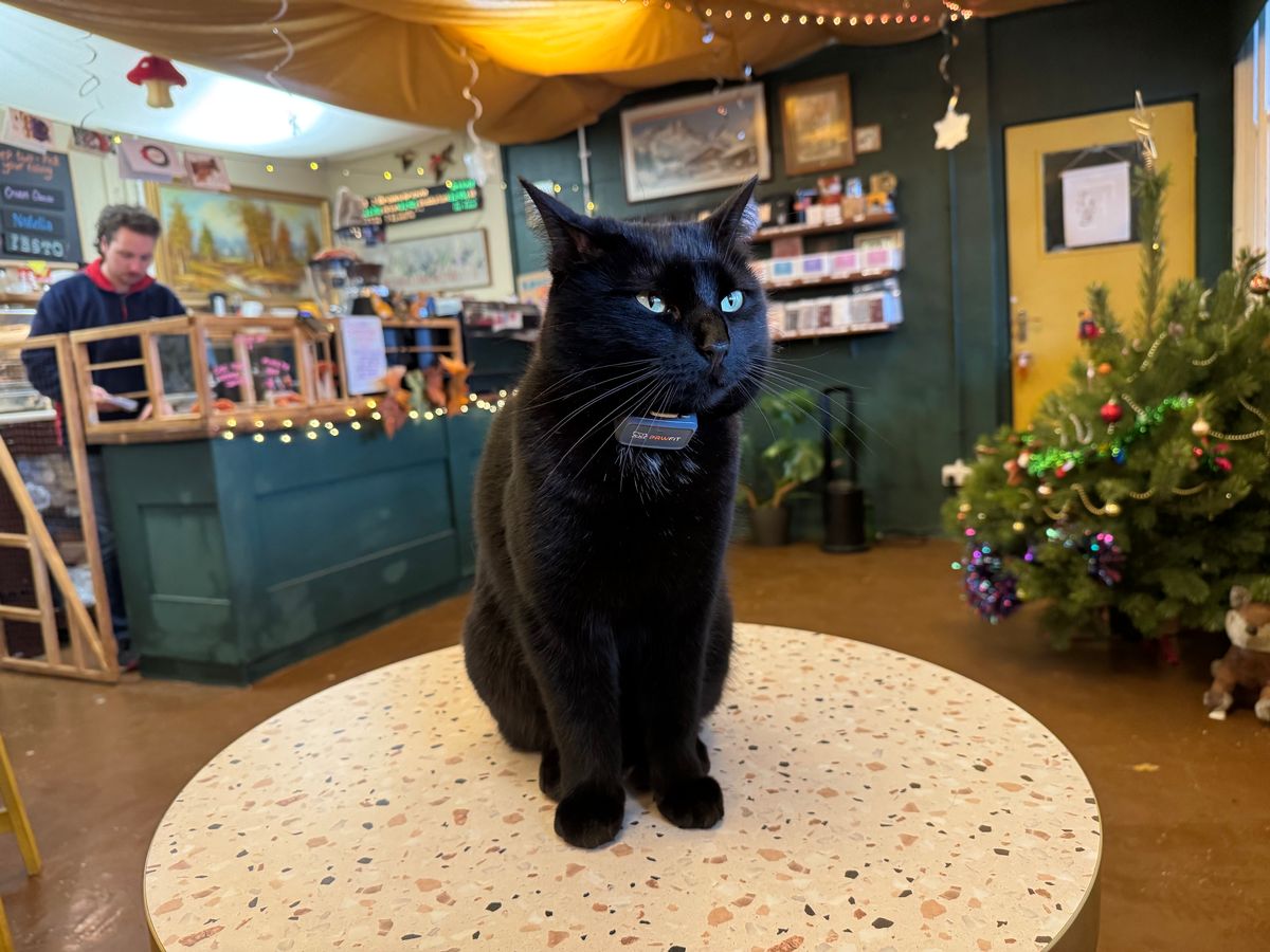 Betty, Folklore café's resident cat (pictured on a table inside the venue), was taken in by the owner earlier this year but sparked a complaint and environmental health investigation which could have led to the venue being shut down 