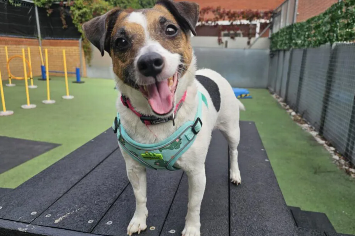 Brandi is looking for her forever home right now