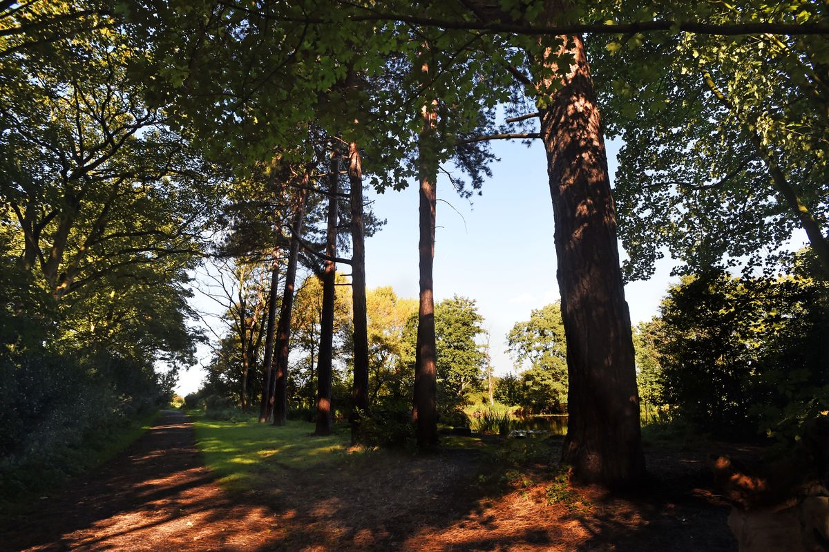 Woodland walk at Speke Hall 