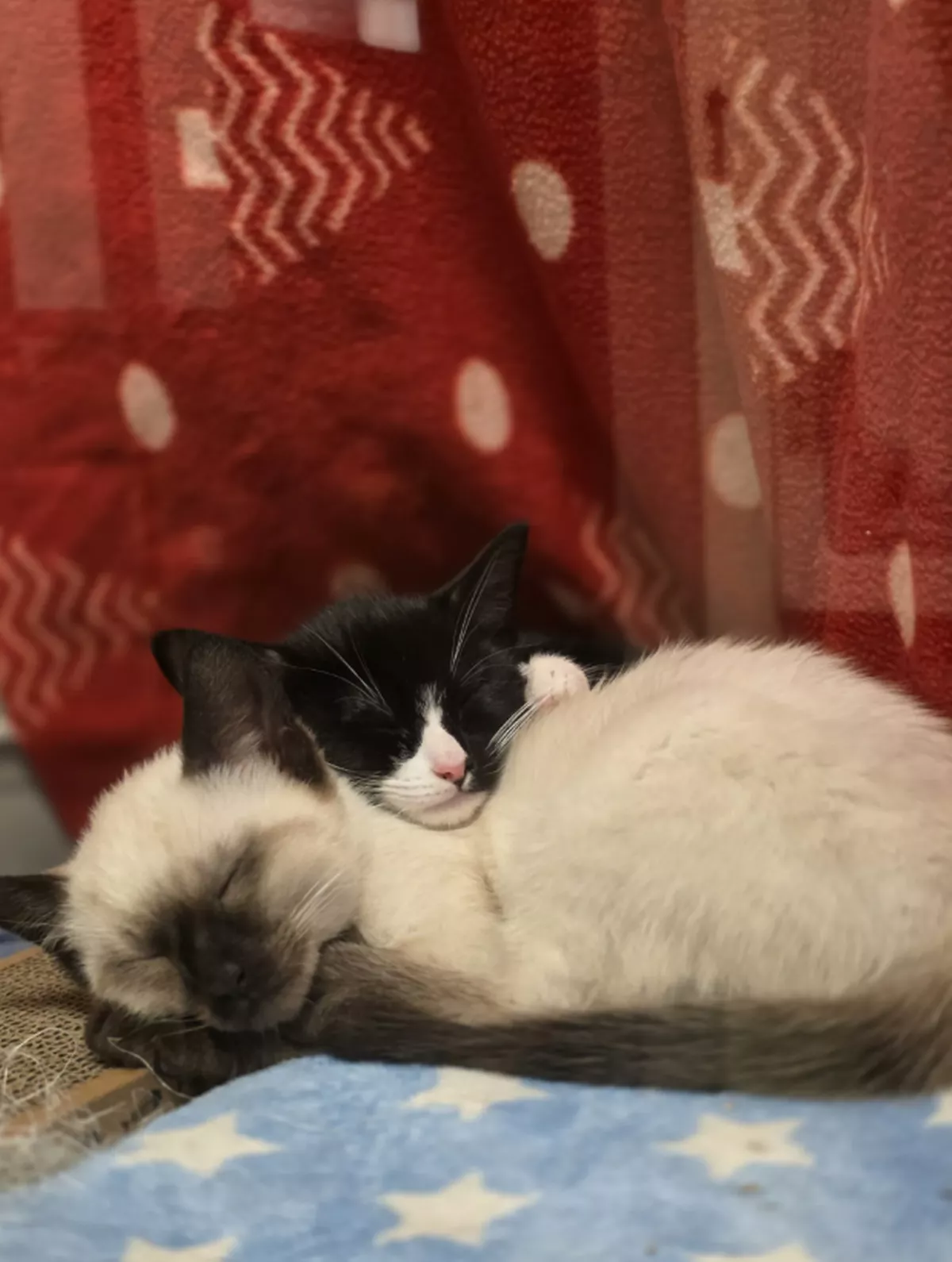 Chia and Sesame are looking for their forever home