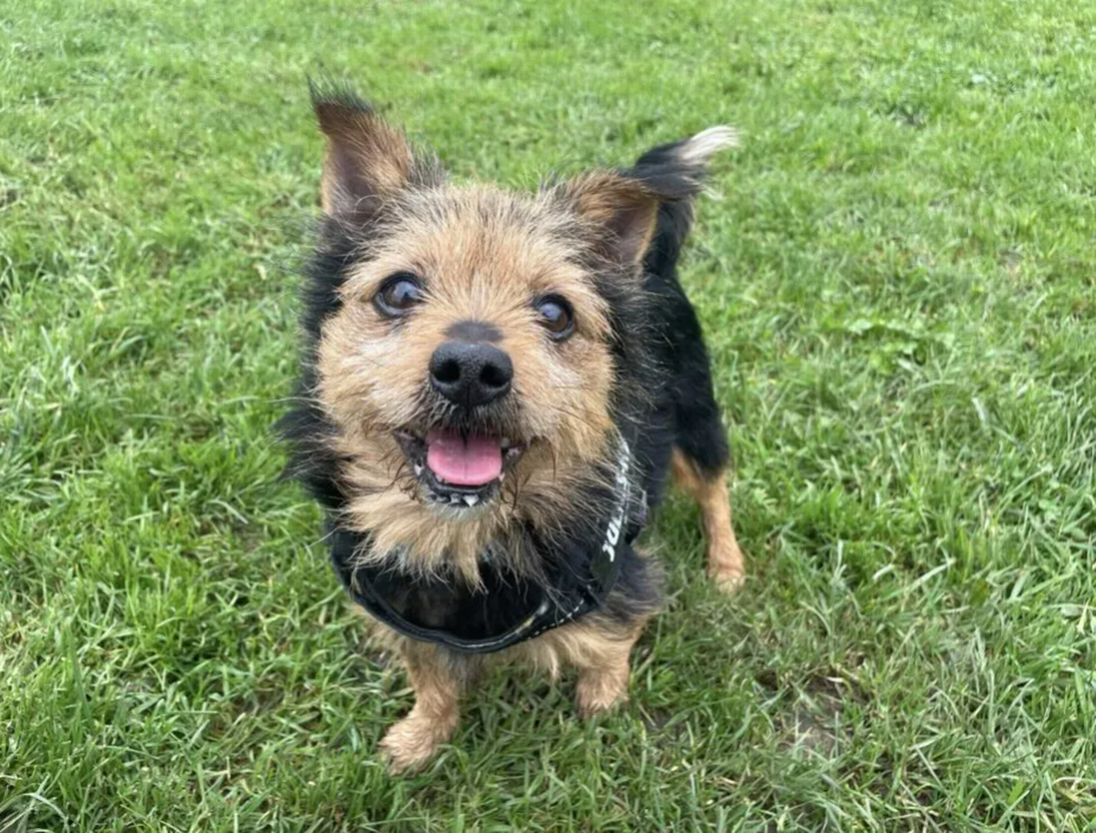 Cody is looking for his forever home right now