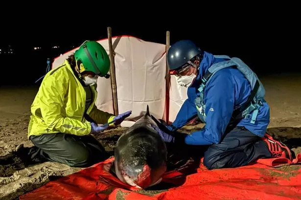 Experts tried to save a rare Pygmy sperm whale calf stranded on Trearddur Bay beach on Anglesey on Thursday, November 27, 2025