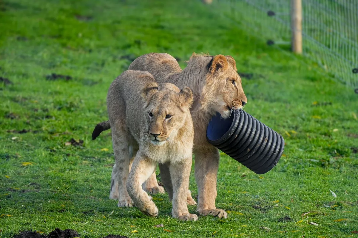 Three latest rescue lions happily playing at Yorkshire Wildlife Park