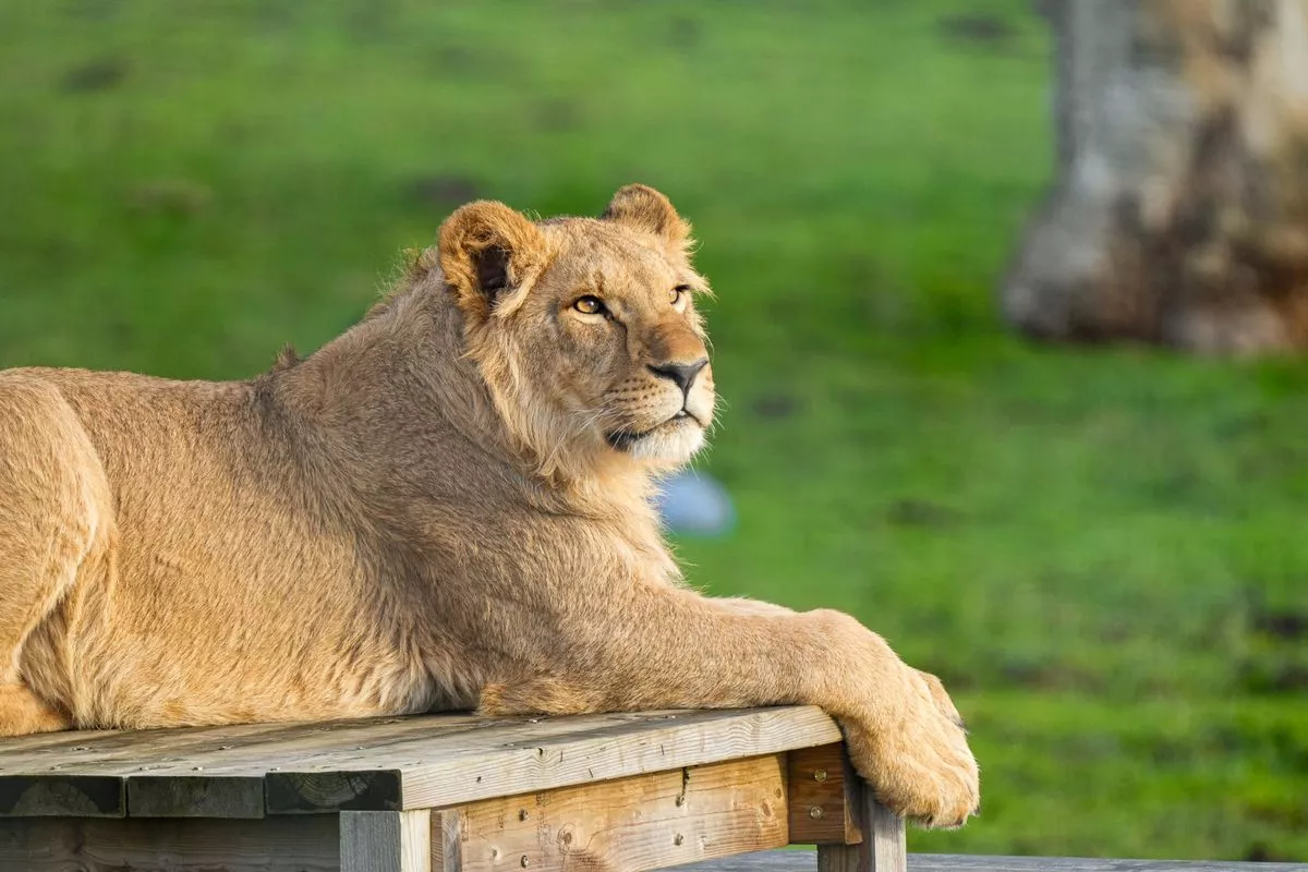 Oleg at Yorkshire Wildlife Park