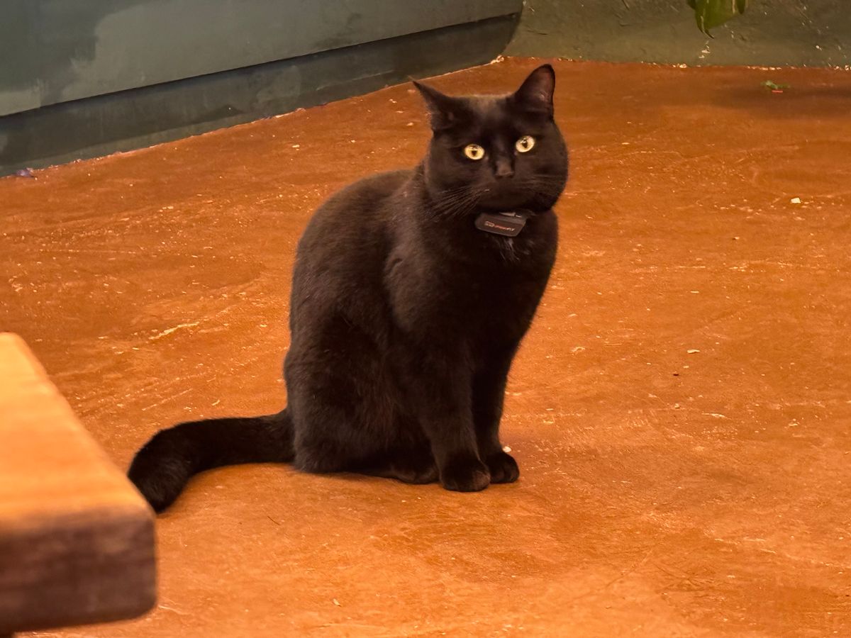 Betty has been transformed from a feral cat living in the wild to the friendly Sutton Coldfield station cat at Folklore 