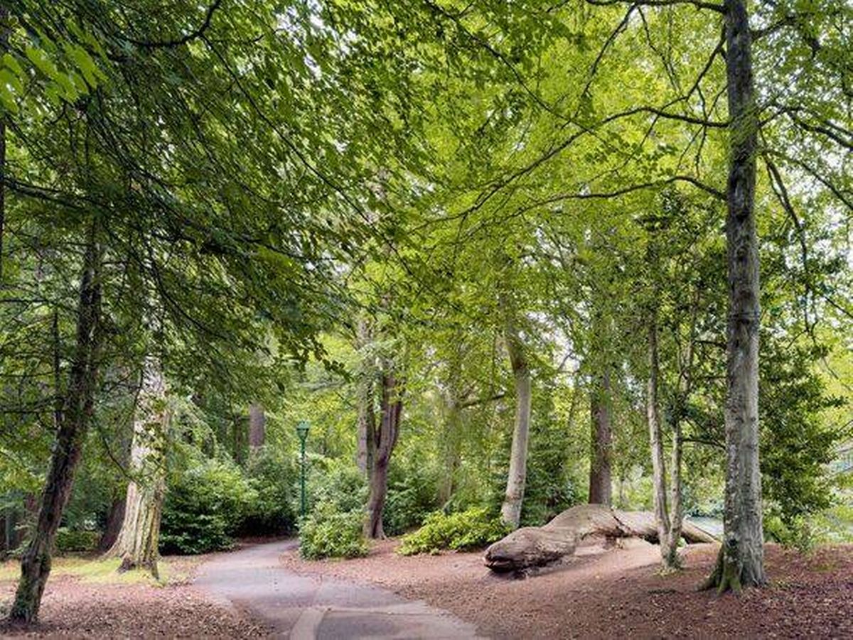 Forest Path with Nessie tree sculpture