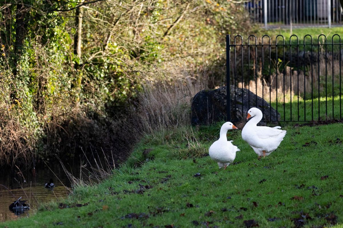 Two white geese in a grassy area