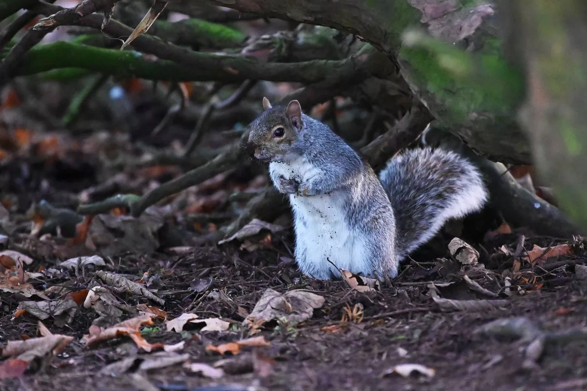 DUNFERMLINE, SCOTLAND - NOVEMBER 16: A grey squirrel sits forages among fallen leaves in the undergrowth in Pittencrieff Park, on November 16, 2020 in Dunfermline, Scotland. (Photo by Ken Jack/Getty Images)
