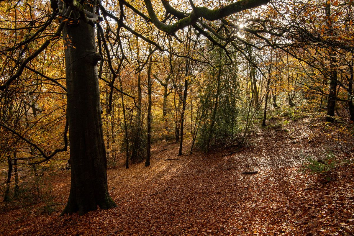 Autumn leaves at Lickey Hills Country Park, Birmingham.