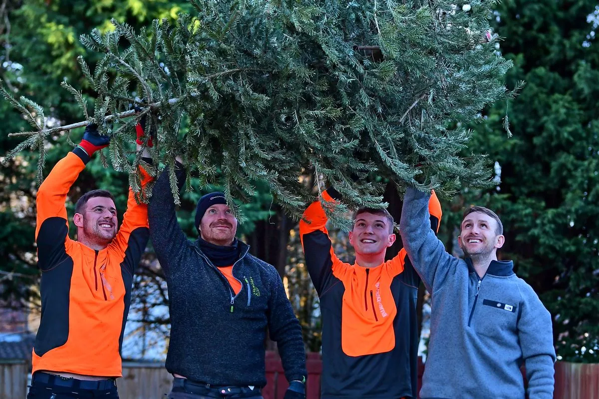 Christmas tree collection for charity by tree surgeons from Rapid Tree Care, pictured Dean Moogan, Elliot Hilton, Kieron Moogan & Lee Moogan