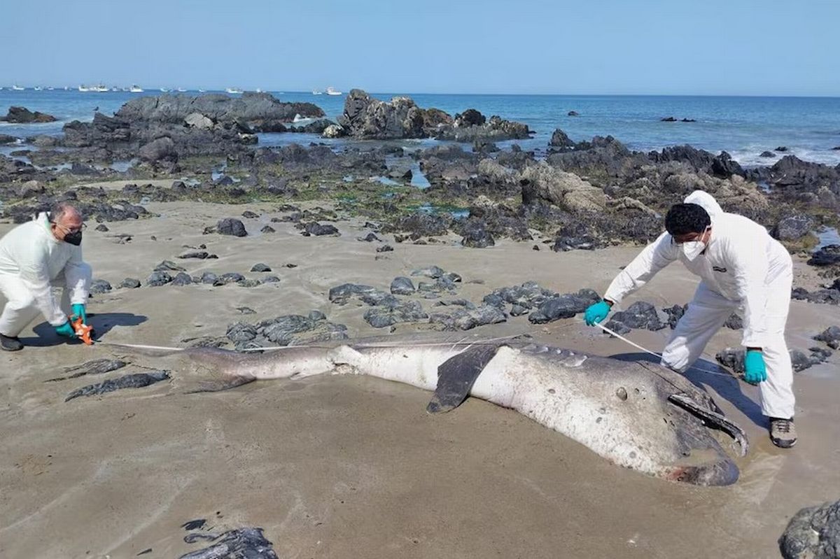  14 ft 8 in shark washed up dead on the shore.