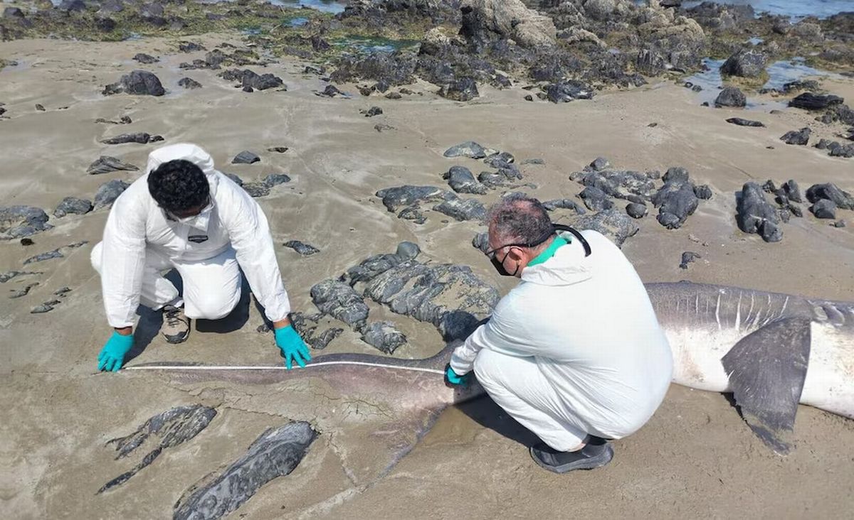 Scientists with a dead shark