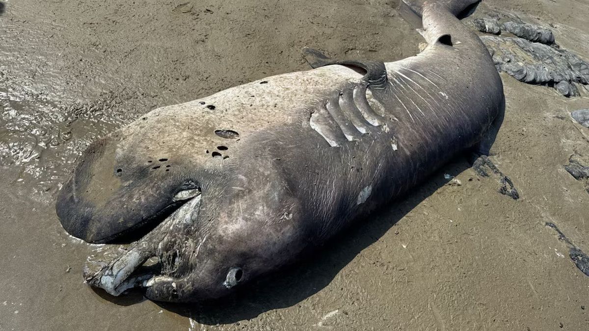  14 ft 8 in shark washed up dead on the shore.