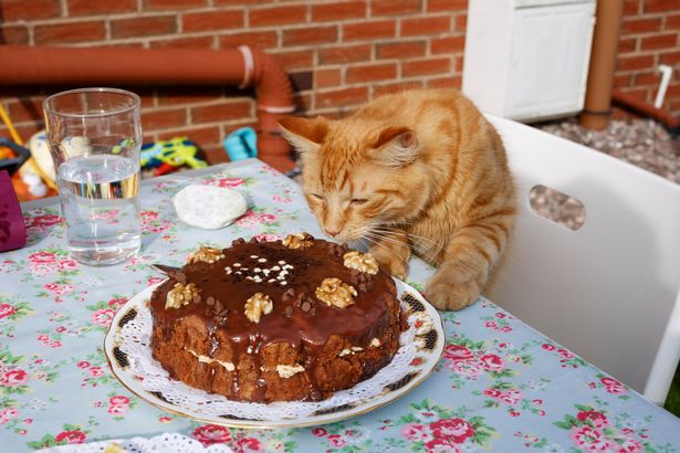 Next door's cat comes for a slice of cake at the Atkinson family's Ainsdale home. They were photographed by Martin Parr for his new exhibition A Birds Eye View