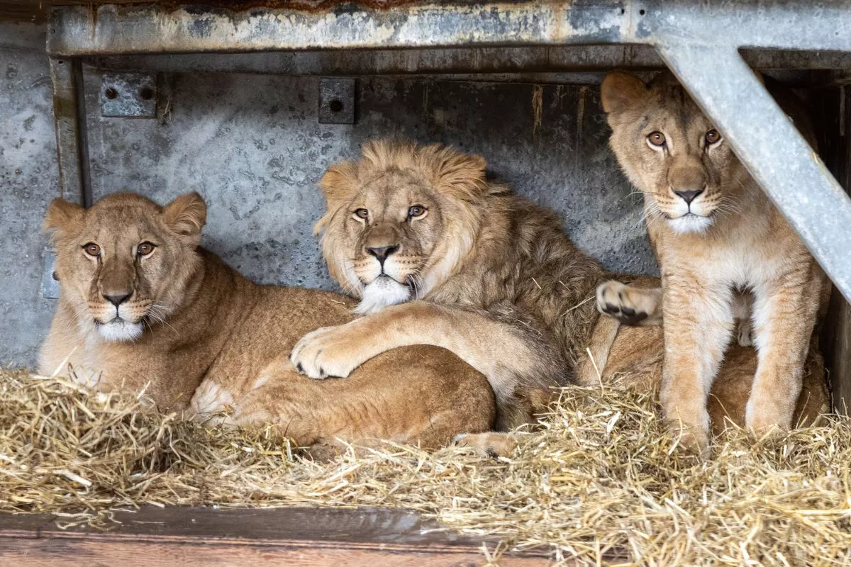 Santa, Teddi and Emi, were rescued in 2024 and have since had three cubs join them. They watch the new pride with interest