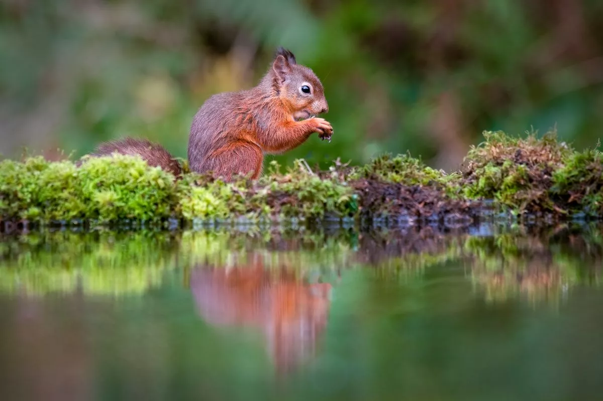 A picture of red squirrel