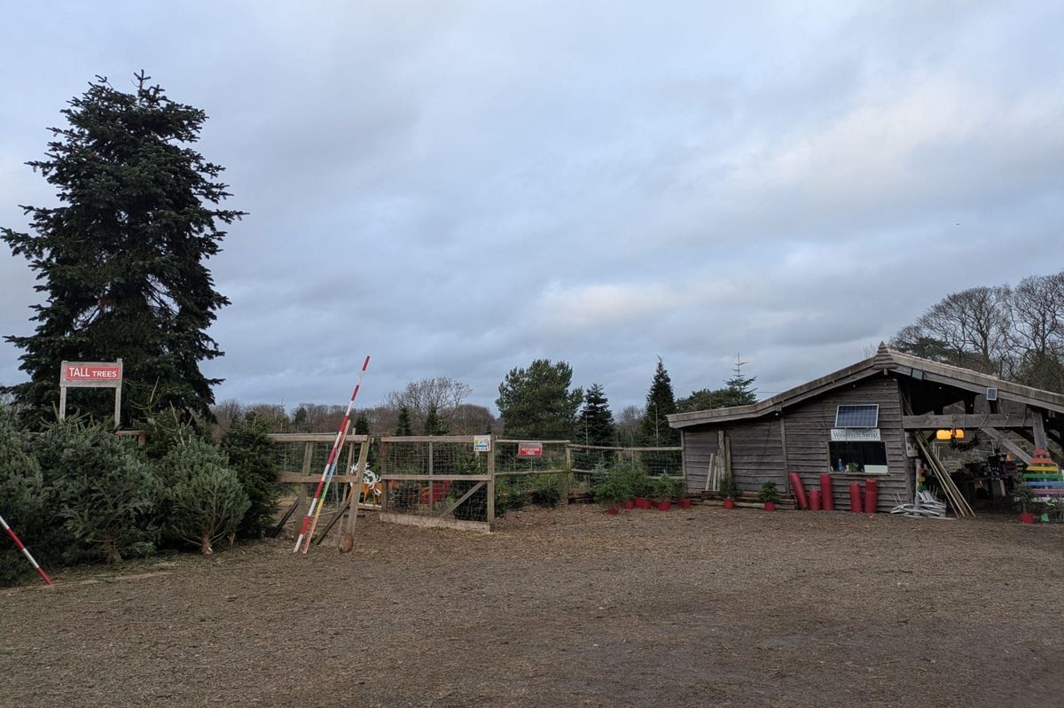 Frenchay Christmas Tree farm in Bristol