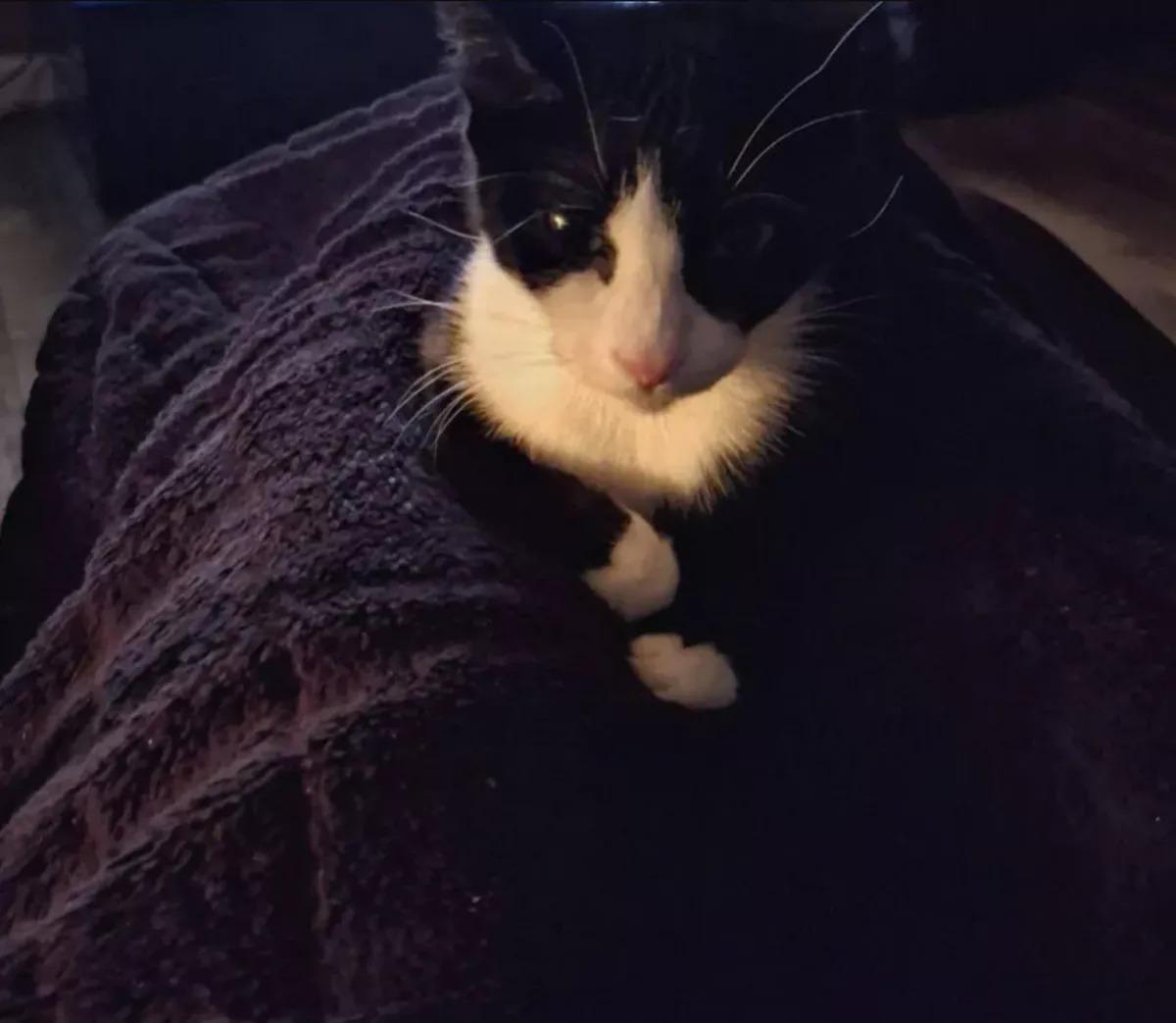 Saff is looking for her forever home right now