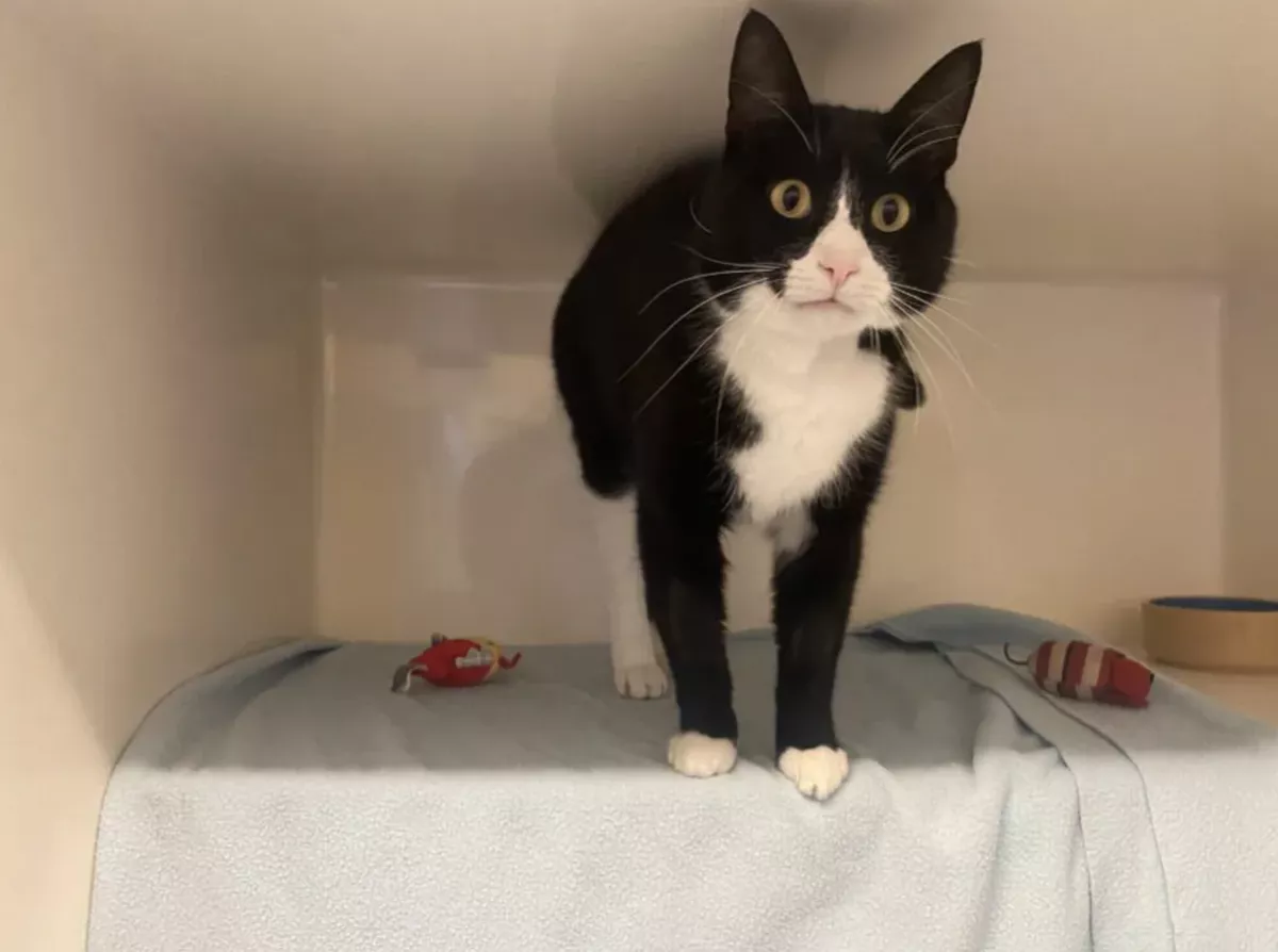 Smoochie is looking for his forever home right now