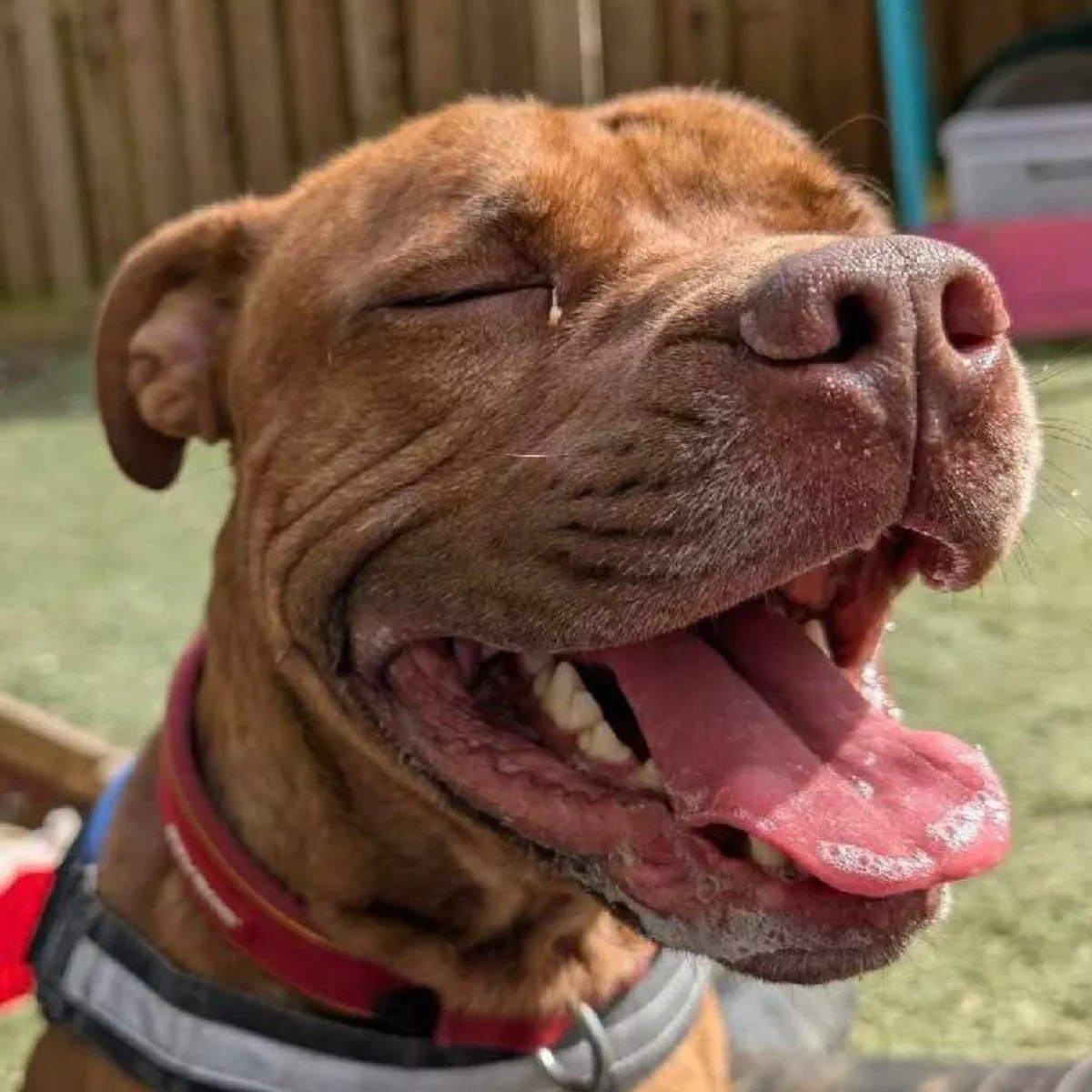 Stanley has found his forever home