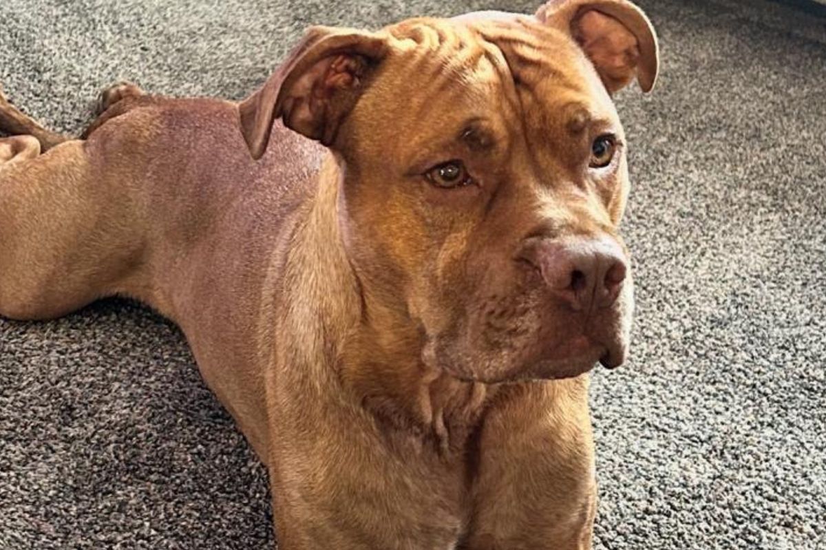 Stanley the Lanarkshire dog has found his forever home