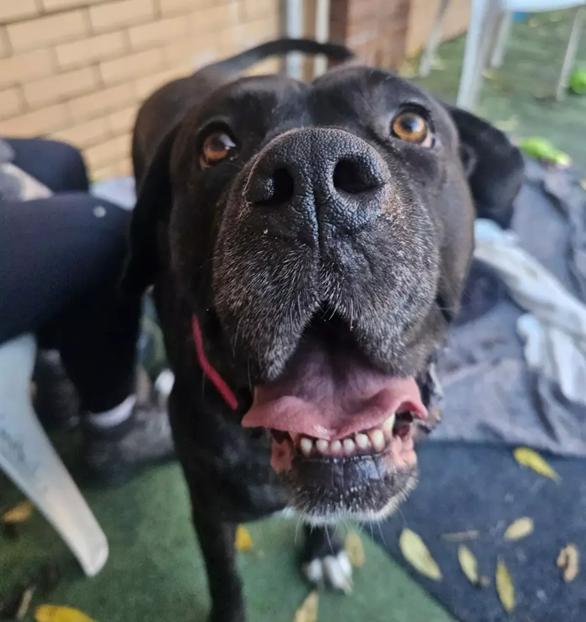 Tiana is looking for her forever home right now