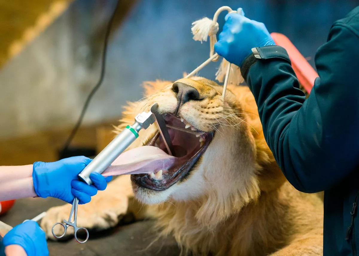 Open wide, Oleg, a one year old lion, gets his teeth checked