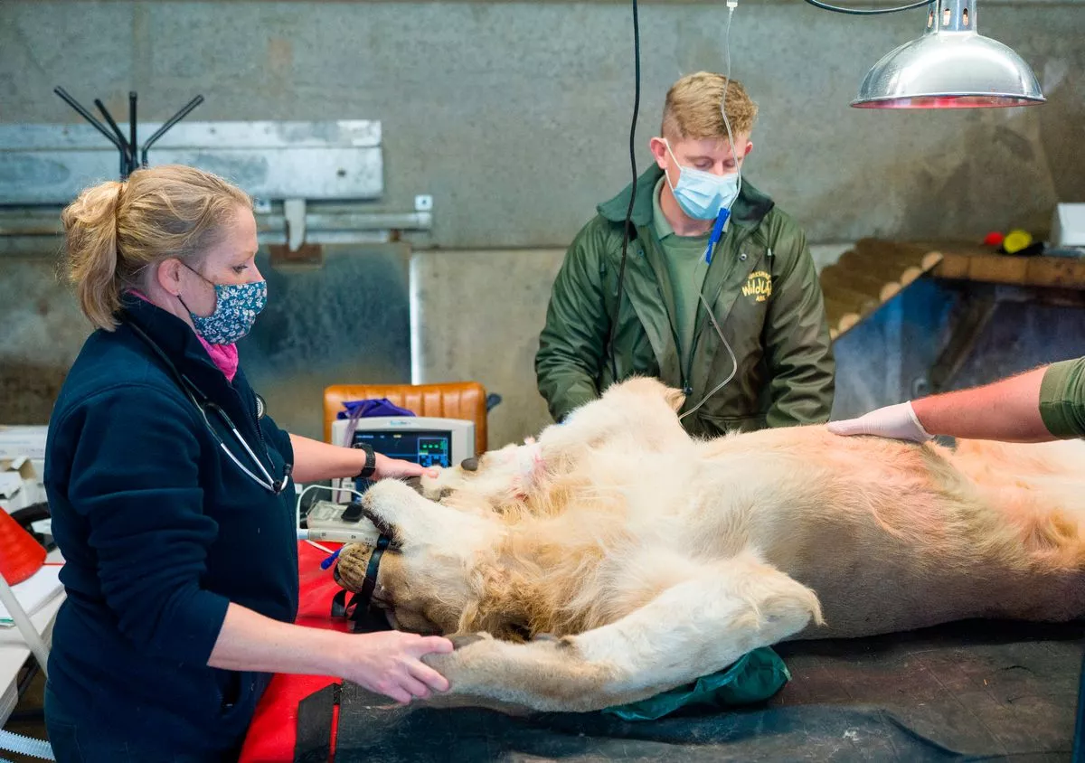 Vets prepare for X-rays and take blood samples from the rescue lions