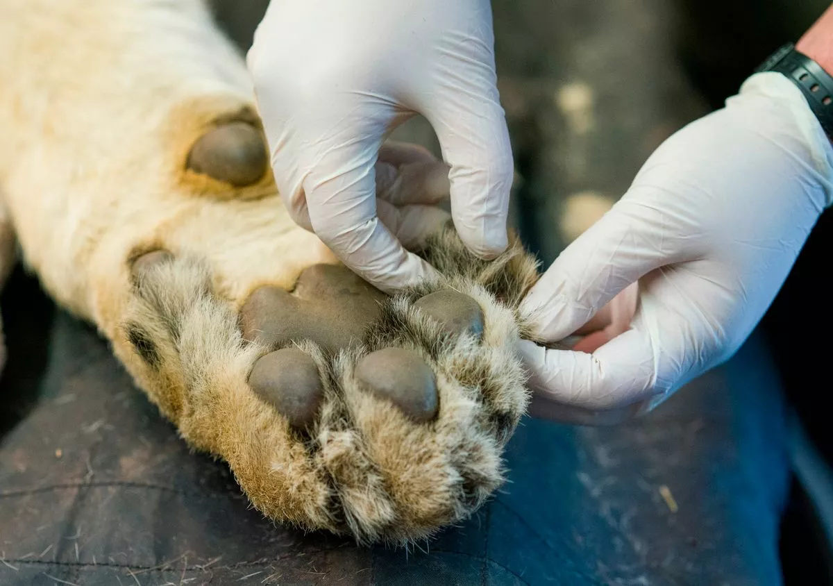 Here inspecting Oled's paw