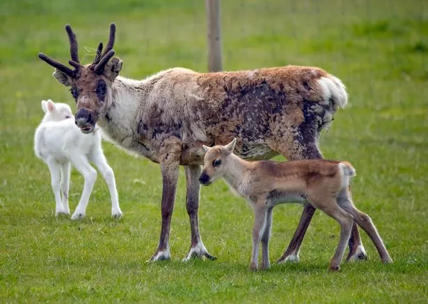 The reindeer at Sarah Sutton's Somerset Reindeer Ranch