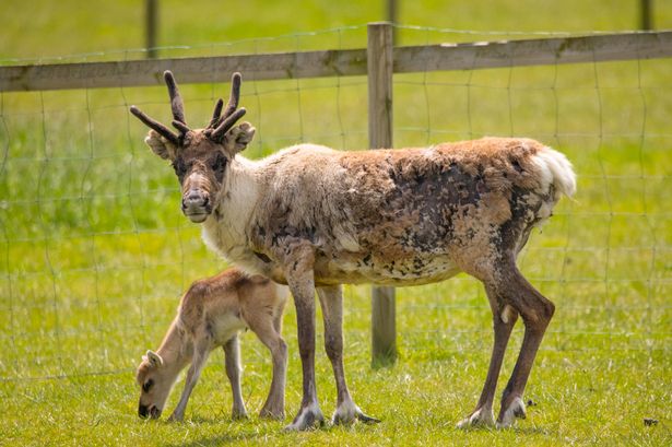 Sarah is fearful she will have to close and 'cull' her animals