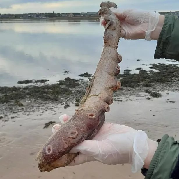 The remains washed up at a beach in Aberdeenshire. 
