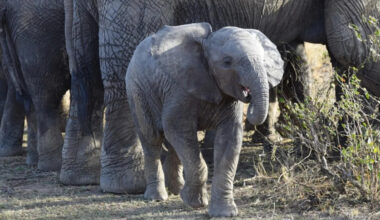 Baby Elephant Showing off for Tourists Is Downright Irresistible