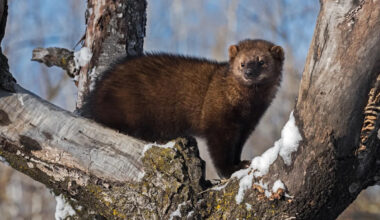 Trail Cam Captures First Confirmed Sighting of Animal Since the 1800s: 'Tremendously Exciting'