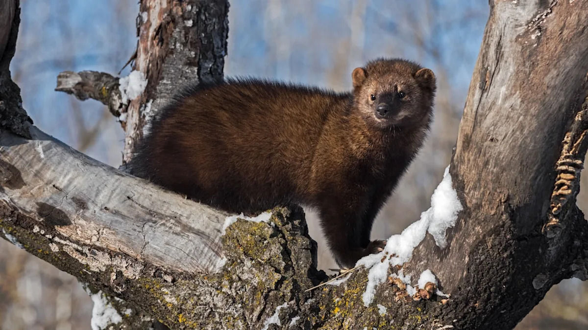 Trail Cam Captures First Confirmed Sighting of Animal Since the 1800s: 'Tremendously Exciting'