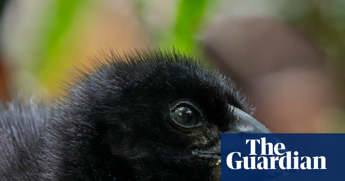 ‘Miracle’ of Zealandia: chick is born to rare takahē pair thought to be infertile | Birds