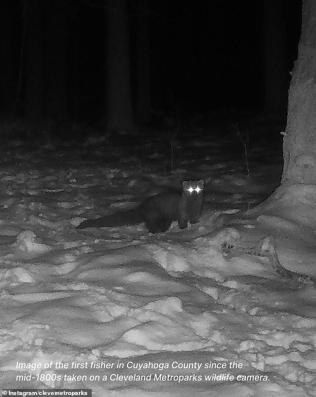 Fisher are forest-dwelling carnivores in the weasel family, closely related to martens, mink and otters