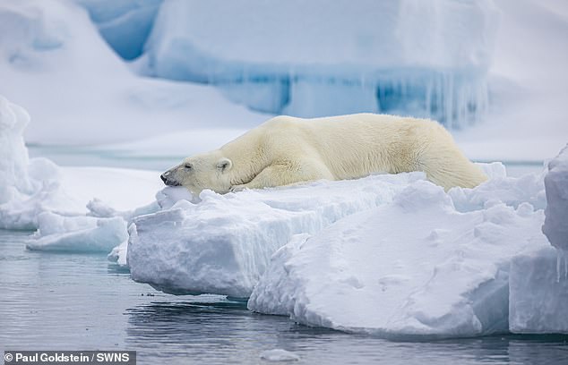 Polar bear in Canada