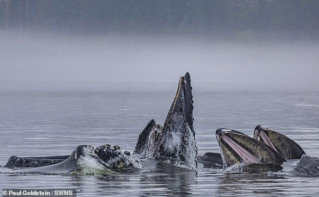 Whales in Alaska