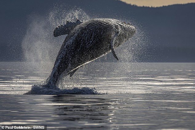 Whale in Alaska