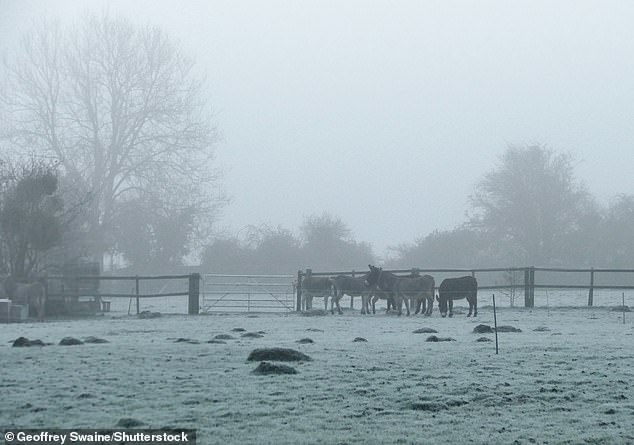Pictured: Livestock out on a cold, frosty and foggy morning in the countryside